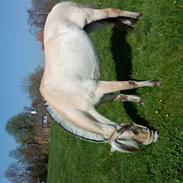 Fjordhest stald kiels dans