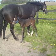 Welsh Partbred (Sec F) Skjaldsbjerg's Papaya R.I.P.