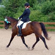 Anden særlig race Zeus - B-PONY -* solgt*