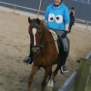 Hollandsk Sportspony Aladdin<3 (SOLGT)