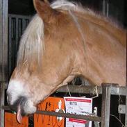 Haflinger kløvs wito (basse)