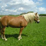 Haflinger kløvs wito (basse)