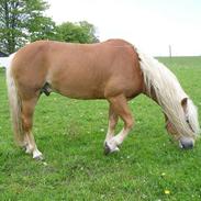 Haflinger kløvs wito (basse)