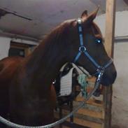 Arabisk fuldblod (OX) Kallinka (låne hest) R.I.P :/