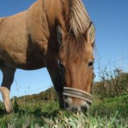 Anden særlig race Sine<3