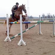 Knabstrupper Wonder Boy