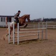 Knabstrupper Wonder Boy