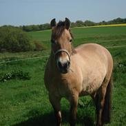 Anden særlig race Sine<3