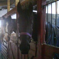 Frieser Rommert Jasper