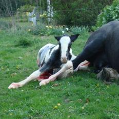 Irish Cob columbus ( solgt )