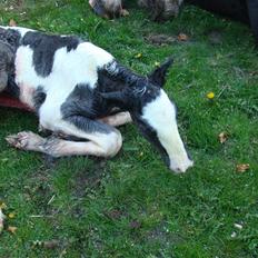 Irish Cob columbus ( solgt )