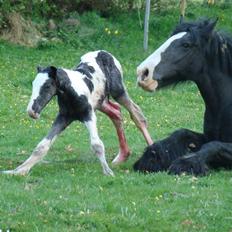 Irish Cob columbus ( solgt )