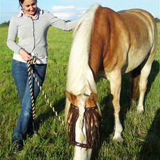 Haflinger Stardust