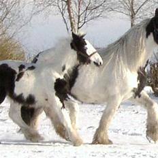 Tinker RAVEL OF ROMANY VANNER