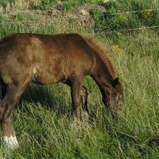 Anden særlig race Rex