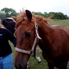 Anden særlig race Rex