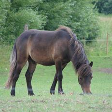 Shetlænder Pedro *Solgt*