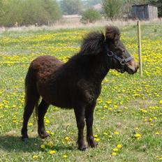 Shetlænder Pedro *Solgt*