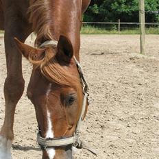 Anden særlig race Jamie