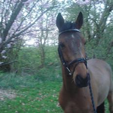 Anden særlig race Lambrusco De Light