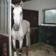 Holstener Contino - R.I.P <3