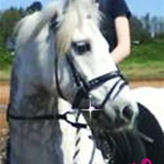 Connemara Golden Balou