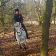 Connemara Golden Balou