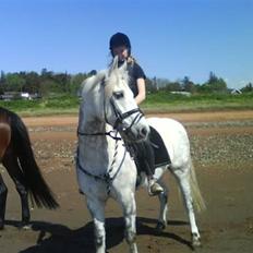 Connemara Golden Balou