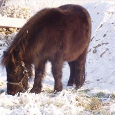 Miniature Frække Frida ;D 