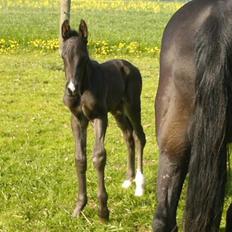 Anden særlig race Marquis