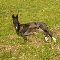 Anden særlig race Marquis