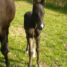 Anden særlig race Marquis