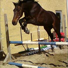 Anden særlig race Macgore