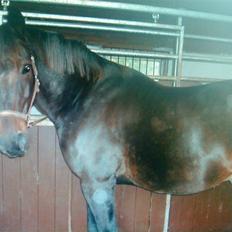 Anden særlig race Macgore