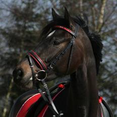 Dansk Varmblod Sundeed Lysingyr -tidl hest