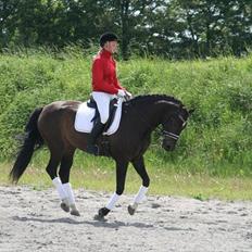 Dansk Varmblod Sundeed Lysingyr -tidl hest