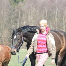 Dansk Varmblod Sundeed Lysingyr -tidl hest