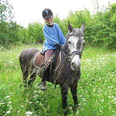 Welsh Cob (sec D) Misty (solgt)