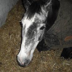 Welsh Cob (sec D) Misty (solgt)