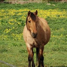 Anden særlig race Sensa