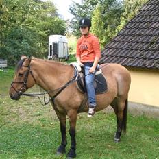 Anden særlig race Sensa