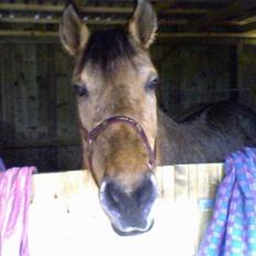 Anden særlig race Sensa