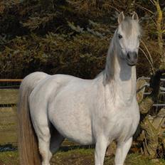 Tysk Sportspony Uriella "R.I.P"