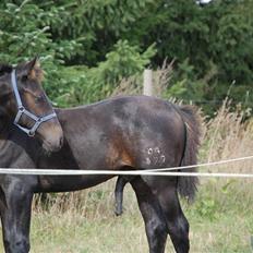 Oldenborg Højregaardens Zakochi
