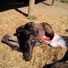 Oldenborg Højregaardens Zakochi