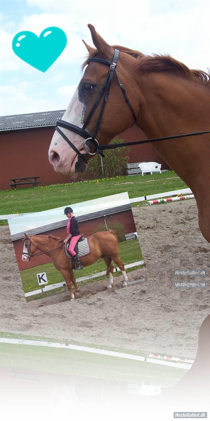 Dansk Varmblod -*Samuraj*- - 1)velkomme til samuraj´s profil stem gerne...  vi stemmer igen;) billede 1