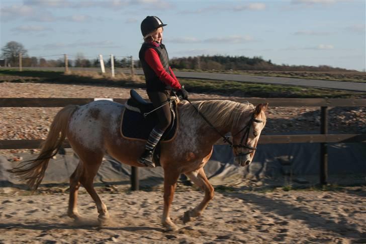 Anden særlig race Golden Star (solgt) billede 20