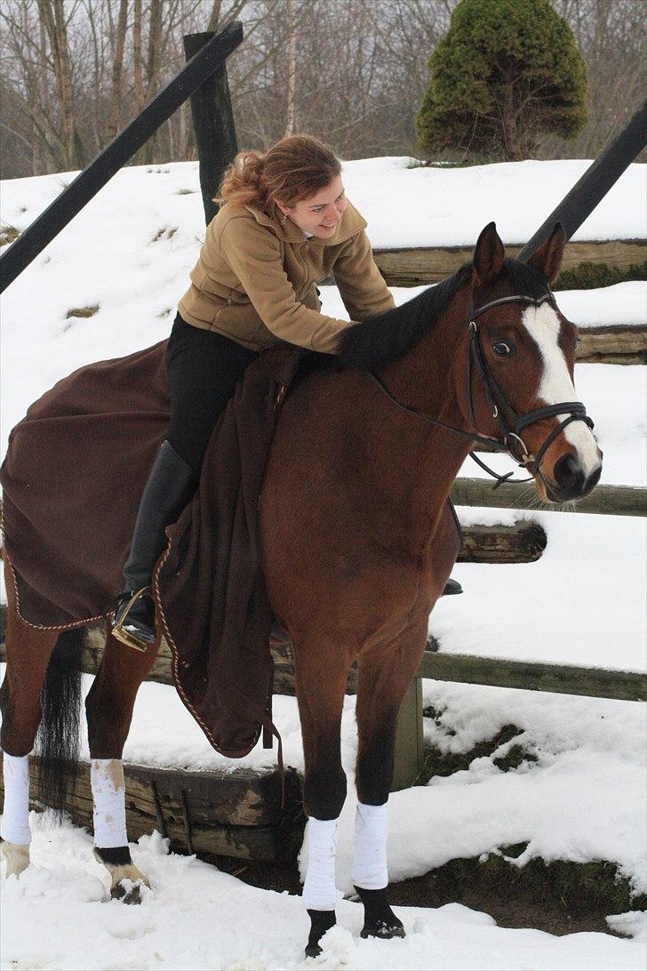 Trakehner Schamir von C - Schamir von C billede 5