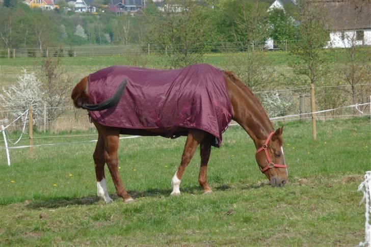 Quarter Impressive Majority billede 3