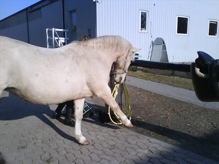 Anden særlig race Karla*Elev pony* *red* - Foto: Julie billede 5